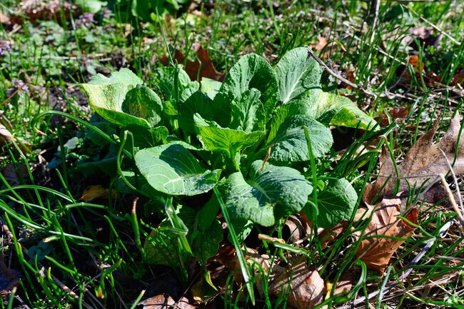 Letts Park has a community garden in Westside.
