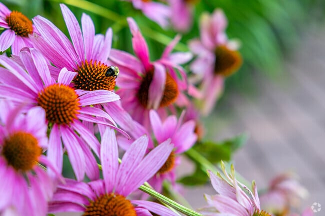 Caution! The bees are at work in Bath Pennsylvania, pollinating the neighborhood flowers.