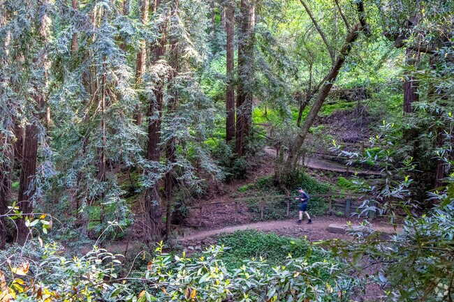 Dimond Canyon Bridgeview Trail is the perfect place for forrest running.