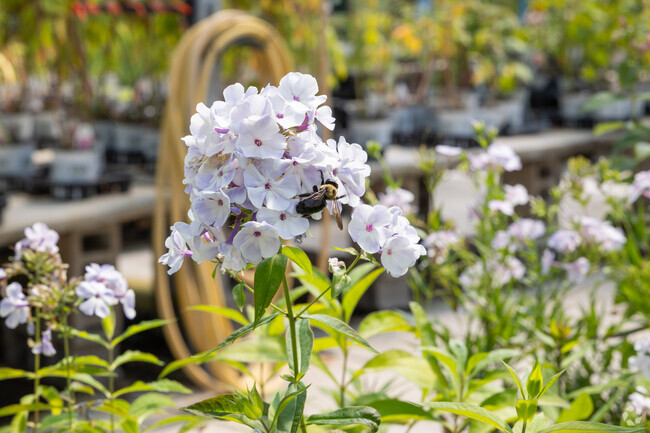Romence Gardens is a Michigan Oaks staple, providing plants and  flowers for years.