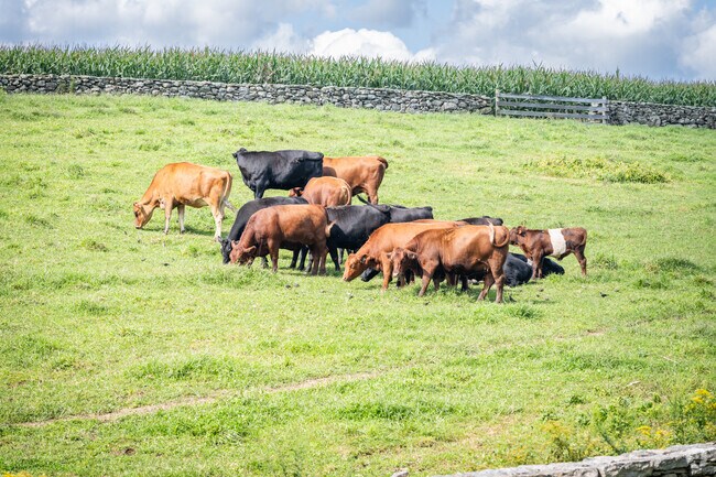 Enjoy creamy ice creams at Buttonwood Farms, made with milk from happy local cows, Preston.