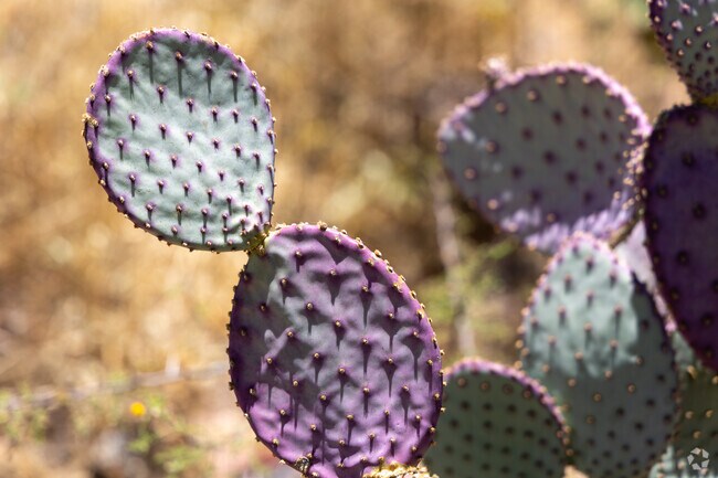 Santa Rita Prickly Pear stands out among green cacti on Tucson's Eastside.
