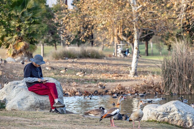 Almansor Park visitors can enjoy serenity by the lake which attracts multiple wild bird species year-round.