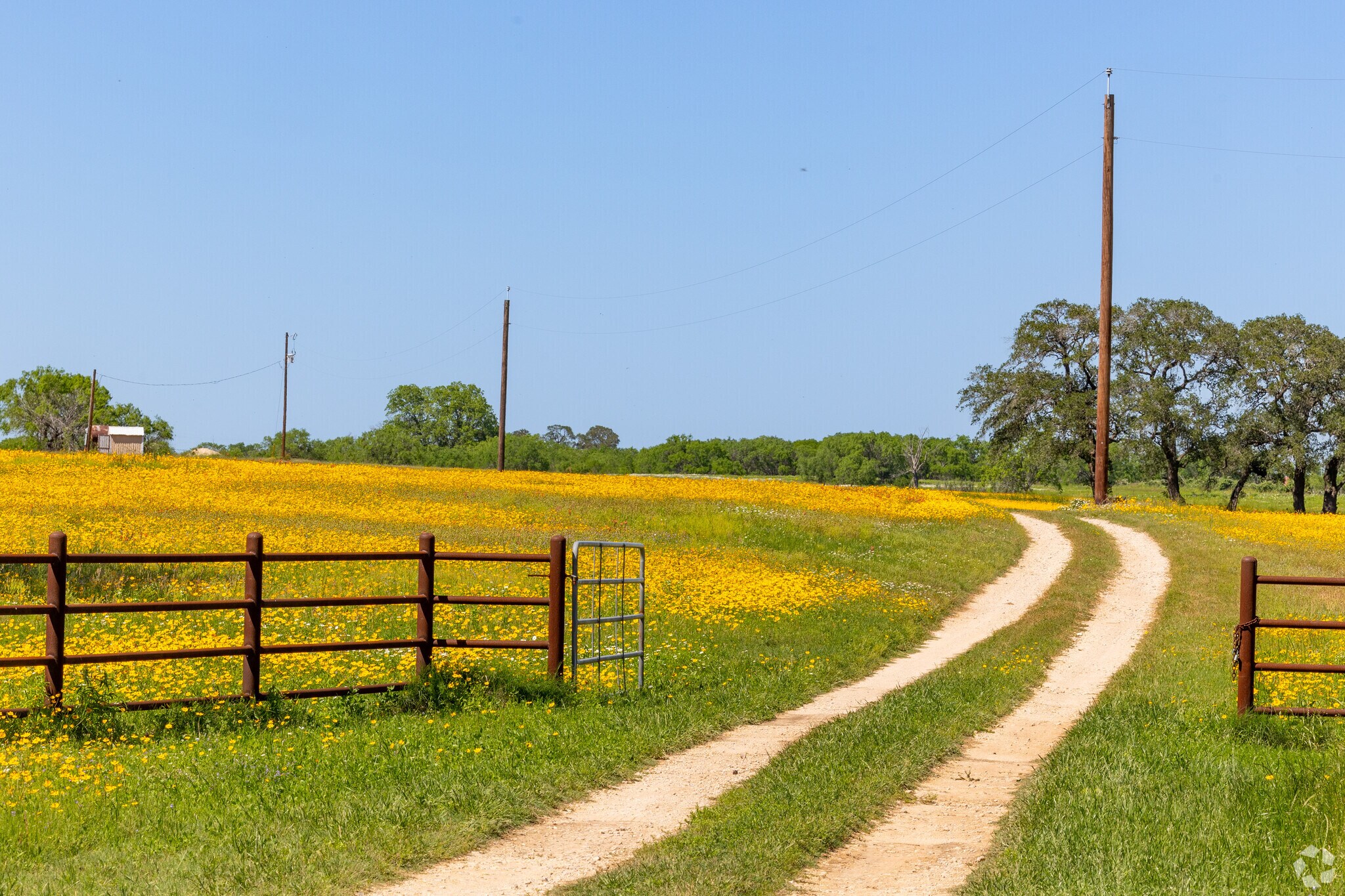 Blooming spring flowers fill the country roads of St. Hedwig.