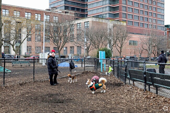 The four legged friends of the Astor Row community enjoy some play time in Marcus Garvey Park.