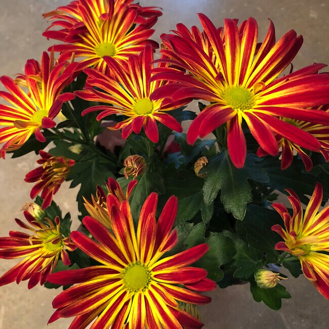 Kathy Hirsch-Kadrlik