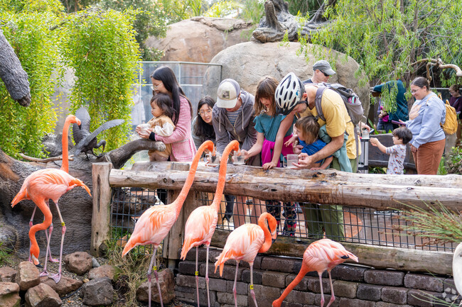 Feed the flamingos and spark curiosity at Old Palo Alto’s Junior Museum and Zoo.