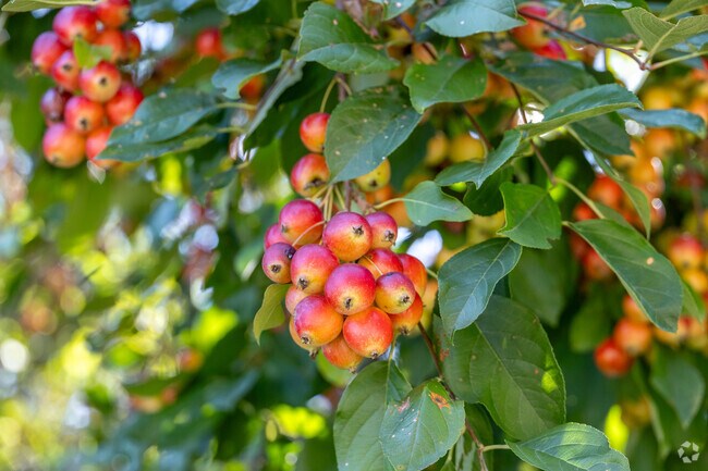 Crabapple trees line the entrance to the Westchester neighborhood.