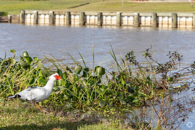 Catch the local wildlife on the banks of Bayou Lafourche that runs through Schriever.