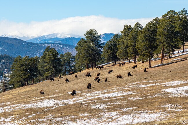 View wildlife from the Buffalo Overlook at Genesee Park and Buffalo Herd Nature Preserve in Golden.