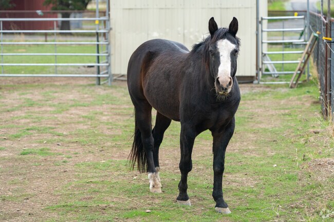 Horses are a frequent sight at Lake California’s equestrian center.