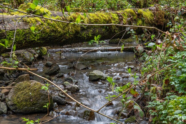 Serene creek-side hiking at Woods Memorial Natural Area in the Ashcreek neighborhood.