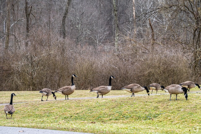A flock of geese forages for food in an open field near Fairmont.