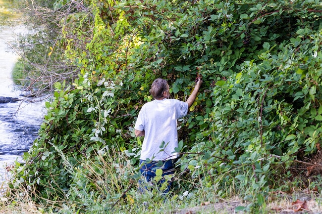 Picking blackberries is a pastime for locals in Green.