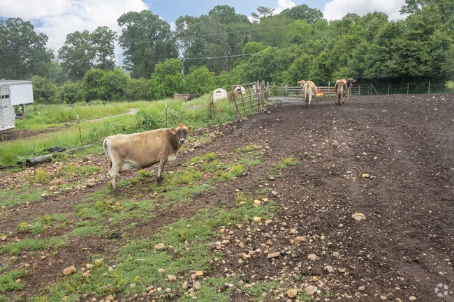 Livestock can be found all throughout the Mills River town.
