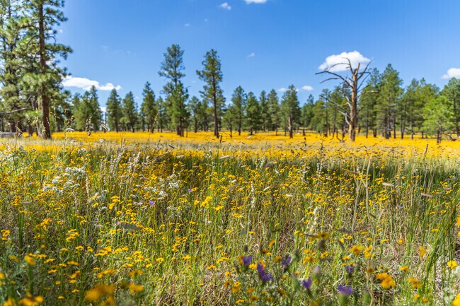 Mormon Lake is surrounded by nature trails filled with colorful flora.