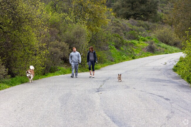 Hikers and their dogs enjoy the natural beauty of Sibley Volcanic Regional Preserve.