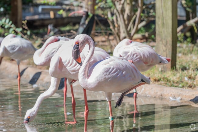 Dixie Heights residents can bring their kids to the Chehaw Park & Zoo.