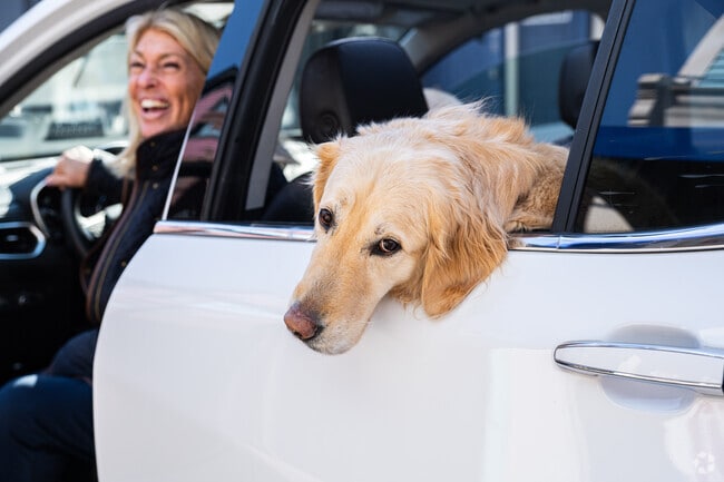 This Fifth Ward golden retriever just found out he's not going to the park with mom.