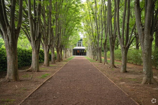 A row of organized trees on a trail at Milliken Park.