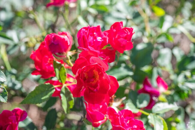 Take in the flowers of Radium Spring Gardens.