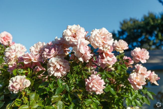 Flowers are scattered around the landscape in Fair Oaks in Pleasant Hill.