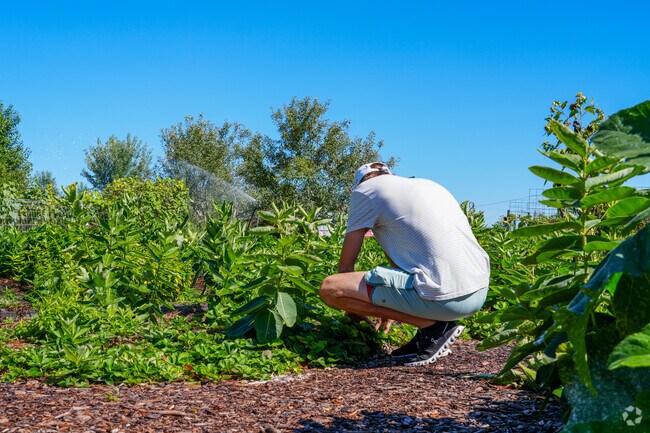 Pick yourself some fresh fruit from the community gardens at Unity Gardens.