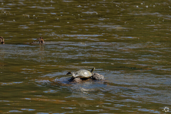 Turtles and other wildlife can be seen on the waterways in Sherwood.