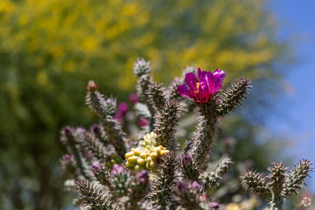 Vivid flowers bloom on Cholla and Palo Verde trees in Barrio San Antonio every spring.
