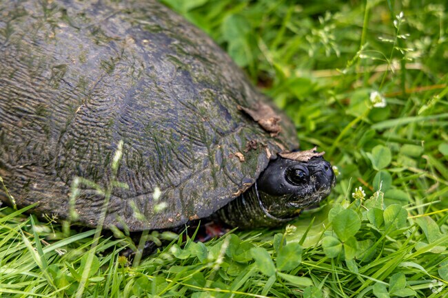 Ridgefield Nature Center is the dedicated protector of local animals and species in Ridgefield.