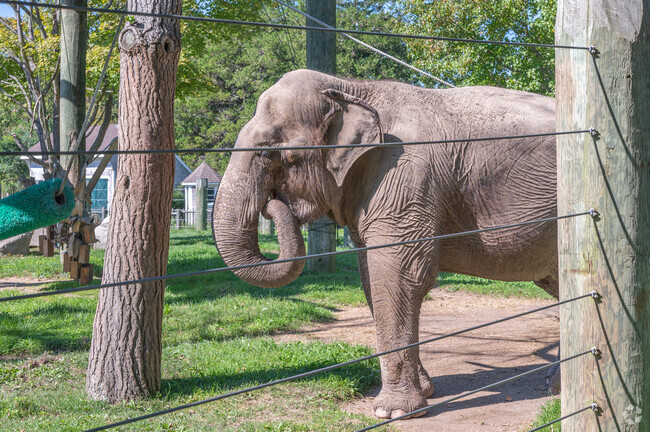 The elephant exhibit is the cornerstone of the Buttonwood Park zoo.