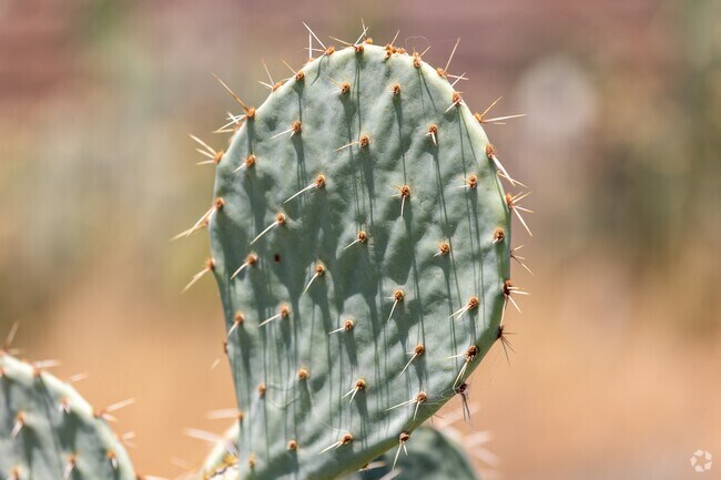 On the edge of town, Groves Lincoln Park embraces it's dry, desert climate with cactus.