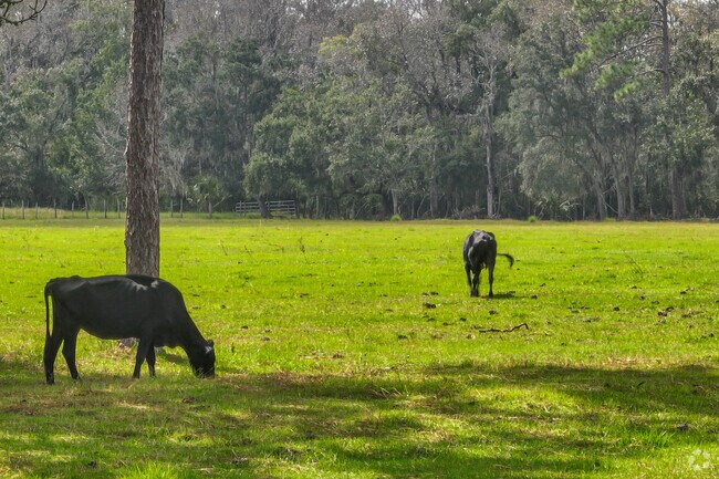 Farmland community at Charles Brunson State Forest in Christmas, Fl.