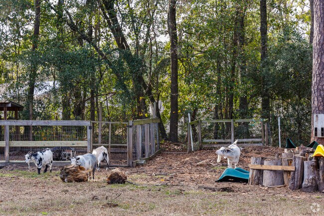 Feed the goats at Montessori School of Johns Island.