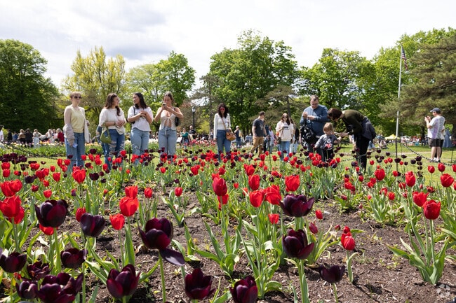With over 140,000 tulips in bloom, beauty is all around at the Tulip Festival.