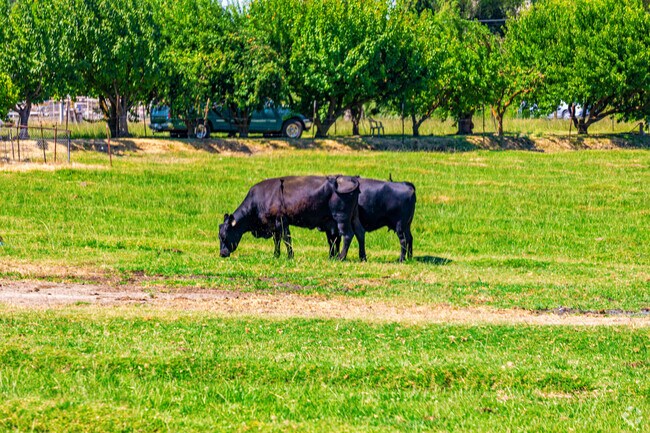 Oakdale, CA, is proudly nestled among picturesque farms, enhancing its charm and agricultural heritage.