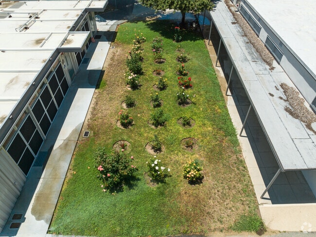 The roses at Aggeler Community Day School are a school community project.