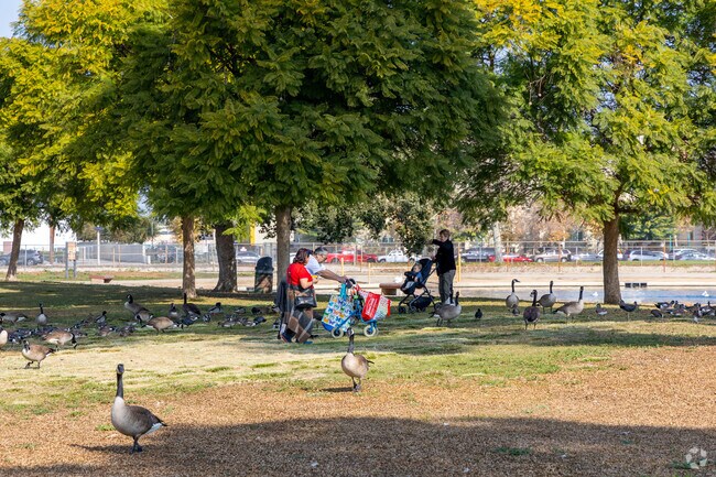 Local wildlife live around the pond in Reseda Park.