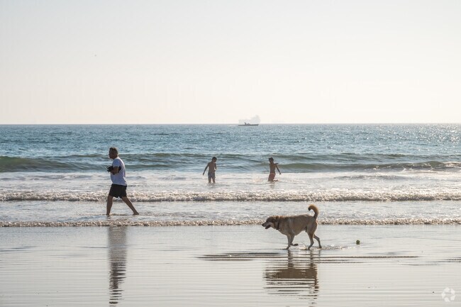 Washington residents enjoy sharing the ocean with their dogs at Dog Beach.