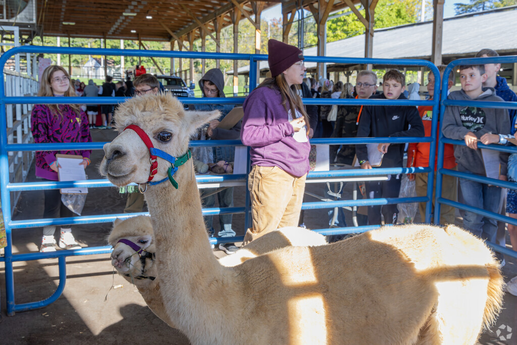 The Bedford County Fair offers family fun with rides, livestock shows, and delicious food.