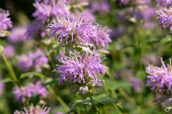 While not much blooms in the winter in River Drive, summer is filled with beautiful flora.
