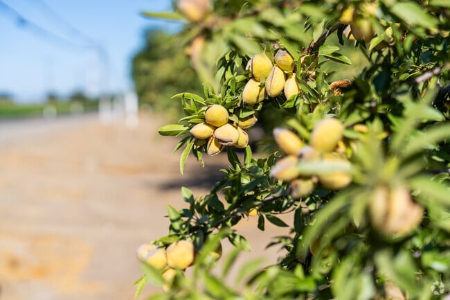 Rows of almond trees underscore Riverdale’s Central Valley heritage.