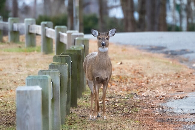 Greens Farms is a calm neighborhood that nurtures wildlife activity.