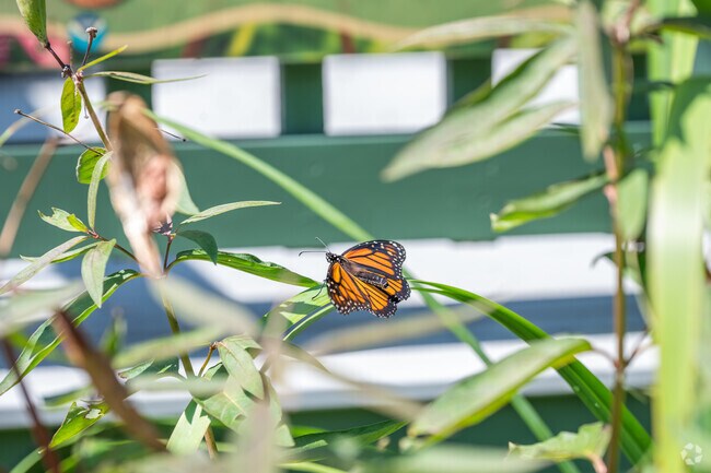 A monarch butterfly rest in Waquoit Bay National Estuarine Research Reserve.