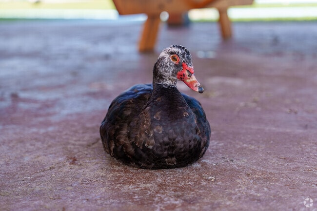 Ducks are common sights while walking through the Highlands.