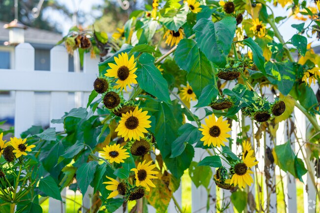 Many residents in the Opportunity neighborhood like to grow sunflowers in the spring.