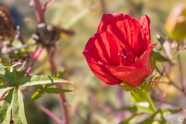 South Marshall bursts with vibrant floral colors.