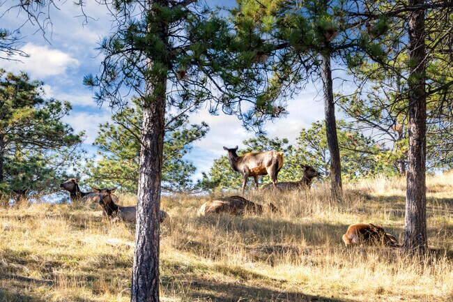 A herd of elk rests in cool shade in Bear Country USA, a short drive from Colonial Pine Hills.