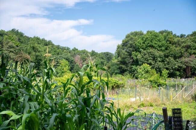 Community garden at Fort Dupont Park in Washington DC.
