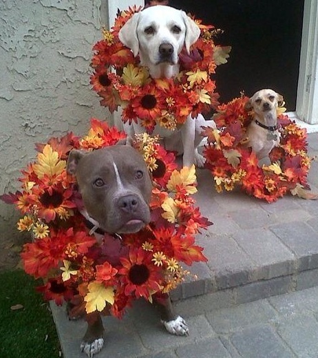 All Dogs Welcome